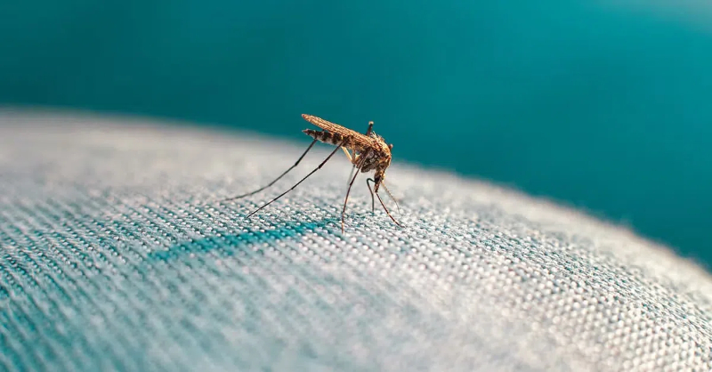 can mosquitoes bite through sweatpants